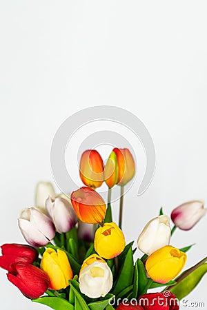 multicolored artificial tulips on a white background. Stock Photo