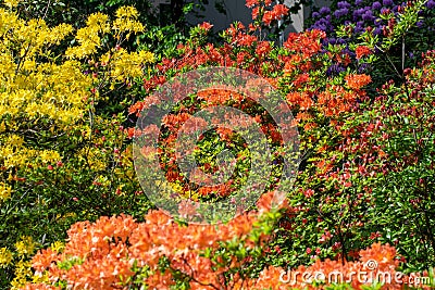 Multicolored azalea bushes in a botanical garden. Rhododendron in bloom Stock Photo