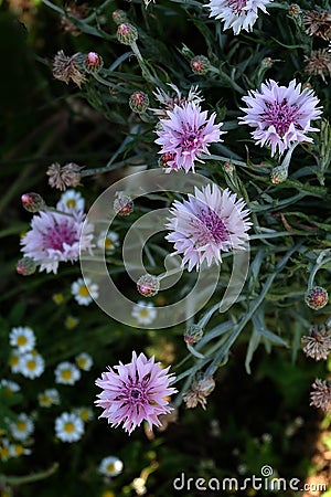 Bachelor button,knapweed,Multicolored bachelor button flowers in Stock Photo