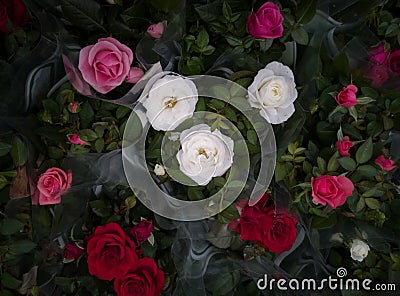 Multicolored blooming roses in a wrapper. Top view. Close-up. Editorial Stock Photo