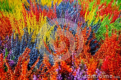 Multicolored blossoming heather (Calluna vulgaris), colorful flo Stock Photo