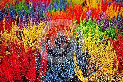 Multicolored blossoming heather (Calluna vulgaris), colorful flo Stock Photo