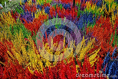 Multicolored blossoming heather (Calluna vulgaris), colorful flo Stock Photo