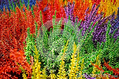 Multicolored blossoming heather (Calluna vulgaris), colorful flo Stock Photo