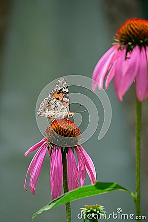 Admiral tastes the pink flower of echinacea. Bottom view. Around the stem of blurred flowers Stock Photo