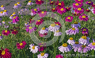 Multicolored daisies on a background of green grass. Color camomiles in the city garden Stock Photo