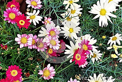 Multicolored daisies flowers. Chamomile flowers. Stock Photo