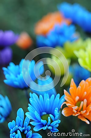 Multicolored Daisy Flowers Stock Photo