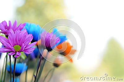 Multicolored Daisy Flowers Stock Photo