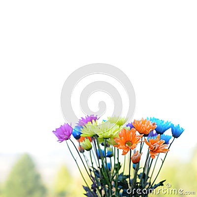 Multicolored Daisy Flowers Stock Photo