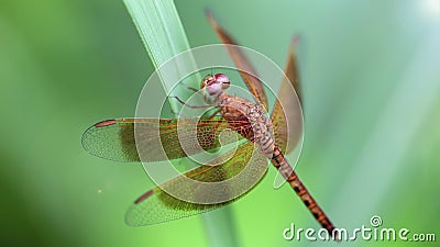 multicolored dragonfly resting on a blade of grass, macro photo of this elegant and fragile predator Stock Photo