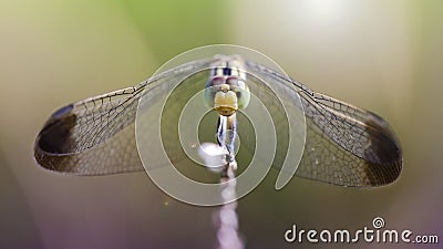 multicolored dragonfly resting on a branch, macro photo of this elegant and delicate predator with wide wings Stock Photo