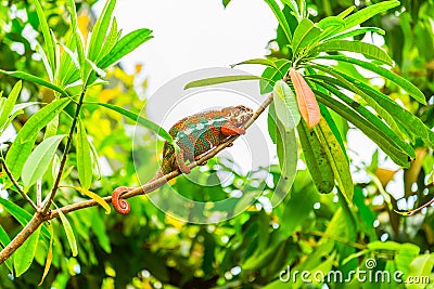 Multicolored exotic cameleon on the branch in the rainforest Stock Photo