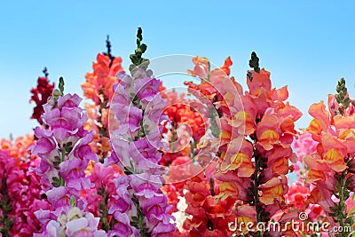 Multicolored flowers snapdragon on a blue sky Stock Photo