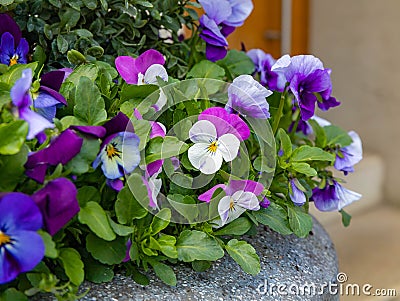 Multicolored flowers of Viola × wittrockiana in a group grow in a city flower bed Stock Photo