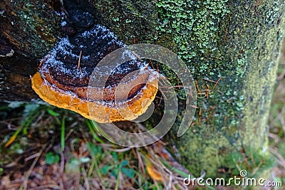 multicolored frozen mushroom on a tree trunk Stock Photo