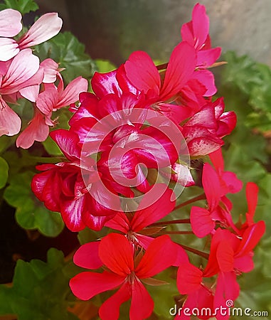 Multicolored geraniums on my balcony Stock Photo