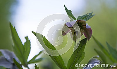 Multicolored Hellebore flowers after rain Stock Photo