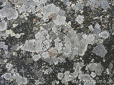 multicolored lichen on stones, natural background, copy space Stock Photo