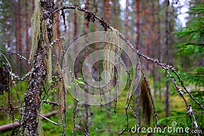 A multicolored lichen Usnea hangs on a birch branch in a wild forest. Stock Photo