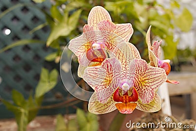 Multicolored Phalaenopsis Orchid Stock Photo