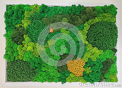 Multicolored preserved decorative moss for wall decoration, ecological design concept, indoor landscaping Stock Photo
