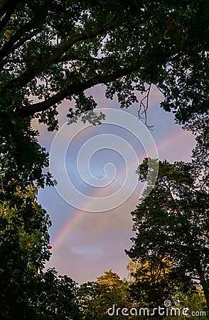 A multicolored rainbow after the rain among the crowns of trees at dusk Stock Photo