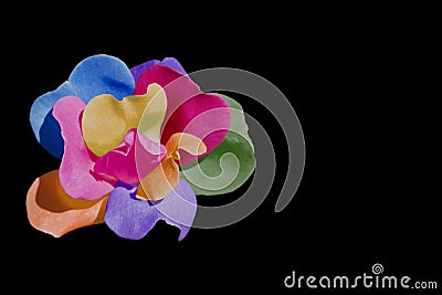 Multicolored rose Stock Photo