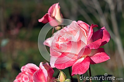 Multicolored rose. Flower of love. Green defocused background. Rose bush in natural sunlight in a home garden. Flower rose leaves Stock Photo