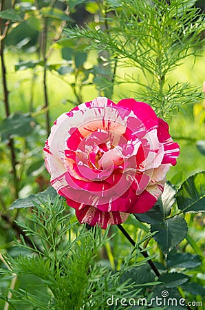 Multicolored rose. Flower of love. Green defocused background. Rose bush in natural sunlight in a home garden. Flower rose leaves Stock Photo
