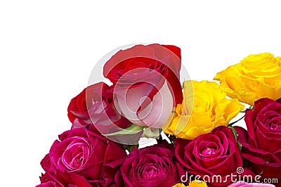 Multicolored roses Stock Photo