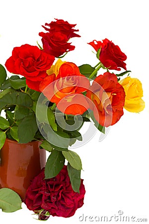 Multicolored roses in clay pot Stock Photo