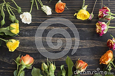 Multicolored Roses with Copy Space Stock Photo