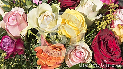 Multicolored roses Stock Photo