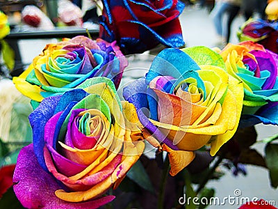 Multicolored and unique rainbow roses Stock Photo