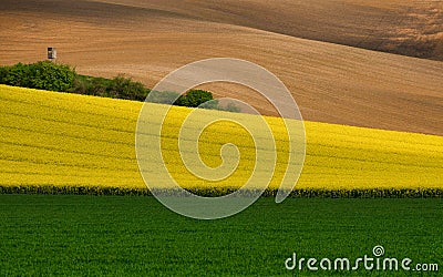 Multicolored Rural Landscape. A Green Field Of Wheat, A Strip Of Yellow Flowering And Brown Plowed Arable Land.Wavy Cultivate Stock Photo