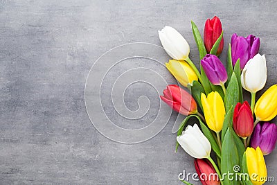 Multicolored spring flowers, tulip on a gray background. Stock Photo