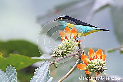 Multicolored tropical bird & flowers in Ecuador Stock Photo