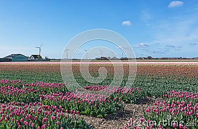 Multicolored tulip fields in the northern province of the Netherlands Stock Photo