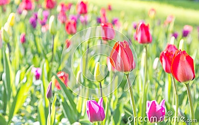 Symbol of happiness, love, admiration Stock Photo