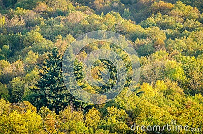 Multicolors treetops during autumn season Stock Photo