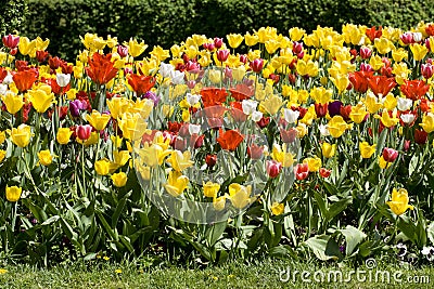 Multicolour tulips Stock Photo