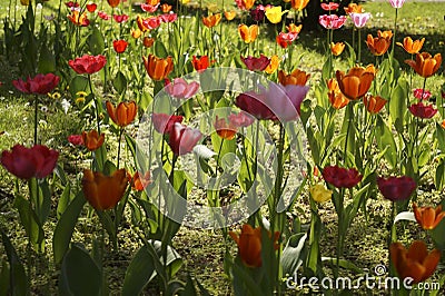 Multicolour tulips growing in the garden Stock Photo