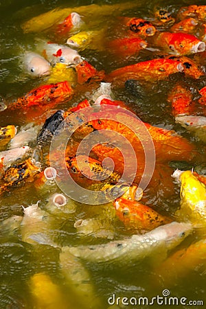 Multicoloured and gold fishes Stock Photo