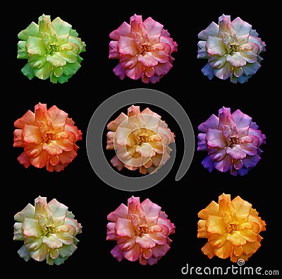 Multicoloured roses Stock Photo