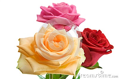 Multicoloured roses Stock Photo