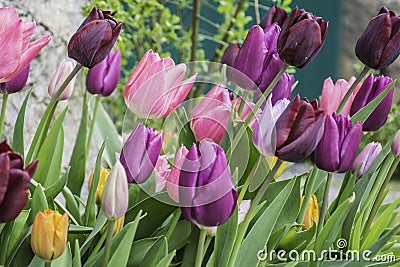 Multicoloured tulip flowers growing on flower bed in UK garden Stock Photo