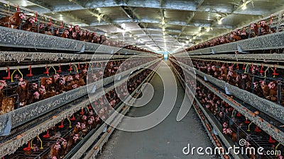 Multilevel production line conveyor production line of chicken eggs of a poultry farm Stock Photo