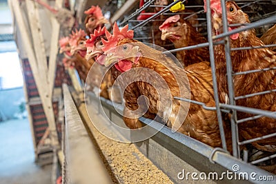 Multilevel production line conveyor production line of chicken eggs of a poultry farm Stock Photo