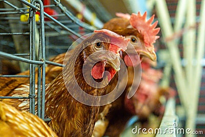 Multilevel production line conveyor production line of chicken eggs of a poultry farm Stock Photo